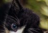 Essential Tips for Helping a Feral Kitten to Adjust