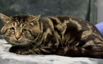 Fishtopher the cat finally got adopted!