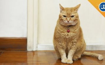 Does My Cat Have Separation Anxiety?