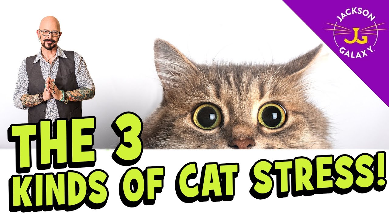 Cat Stress: What You Need to Know! | Catlov