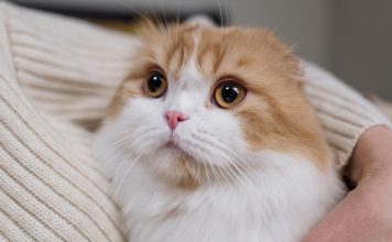 Things Your Cat Can’t Get Enough Of