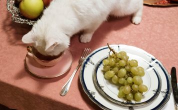 What is the best type of Cat food for Kittens?