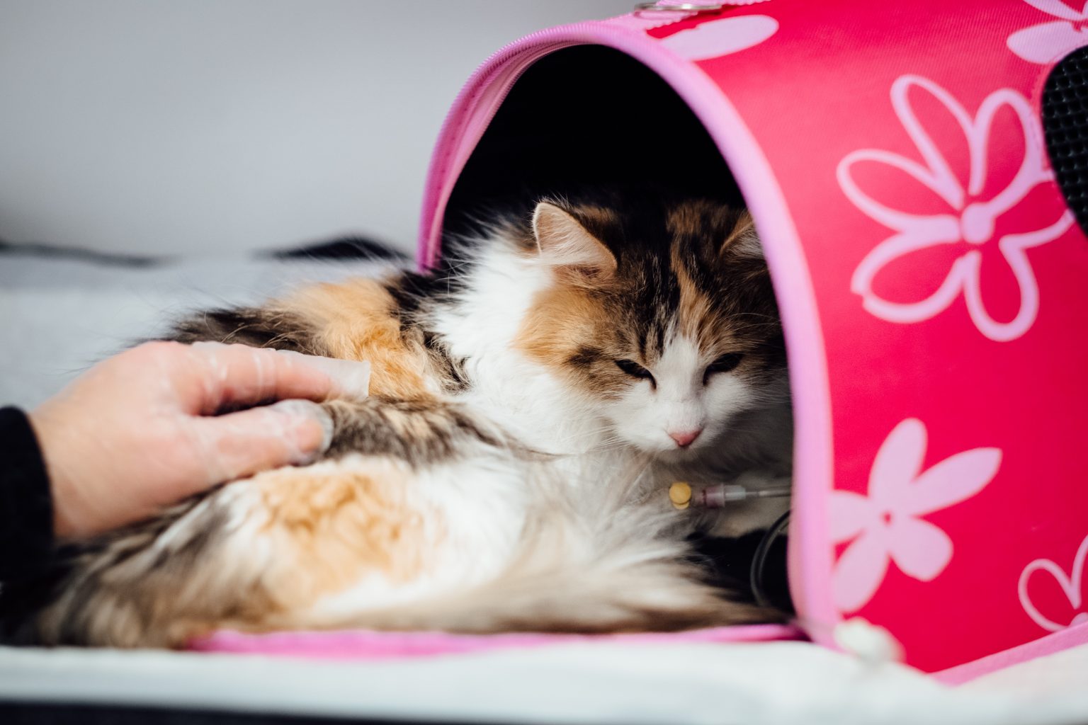 Picture of Gums and Mouth disease of Cats | Catlov
