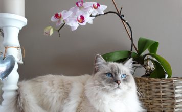 Is liver Disease dangerous for cats?