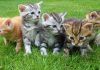 Why are cats Cute? You need to know this!