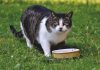 What is Taurine for Cats?