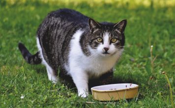 What is Taurine for Cats?