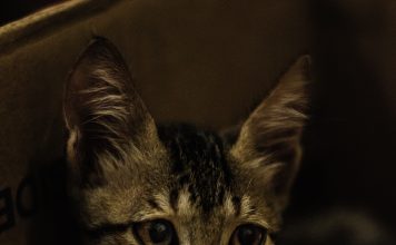 Easing Your Shy Cat Out of Their Shell