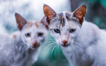 Advantages of Owning Multiple Cats