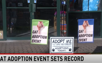 Cats Find Love at Eugene Adoption Event