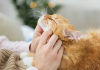 Extending Your Cat’s Lifespan with Proper Care