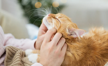 Extending Your Cat’s Lifespan with Proper Care