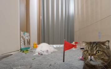 Giant Cat Litter Box Conquest Challenge