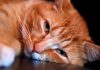 10 Warning Signs That Your Cat May Be Sick