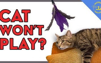 Cat doesn’t want to play? Try this!