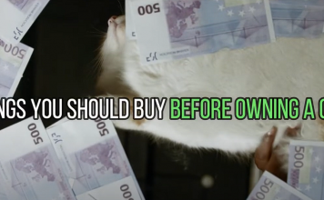 Things You Should Buy Before Owning A Cat